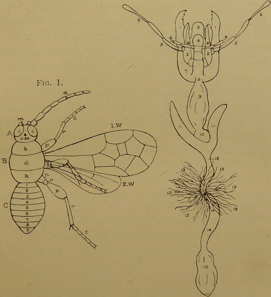 An illustration from An elementary manual of New Zealand entomology : being an introduction to the study of our native insects / With 21 coloured plates. By G.V. Hudson., 1892, leaf 17