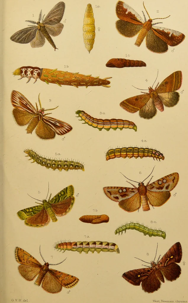 An illustration from An elementary manual of New Zealand entomology : being an introduction to the study of our native insects / With 21 coloured plates. By G.V. Hudson., 1892, leaf 181
