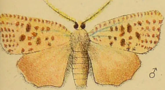 An illustration from An elementary manual of New Zealand entomology : being an introduction to the study of our native insects / With 21 coloured plates. By G.V. Hudson., 1892, leaf 185