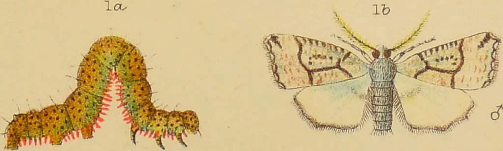 An illustration from An elementary manual of New Zealand entomology : being an introduction to the study of our native insects / With 21 coloured plates. By G.V. Hudson., 1892, leaf 185