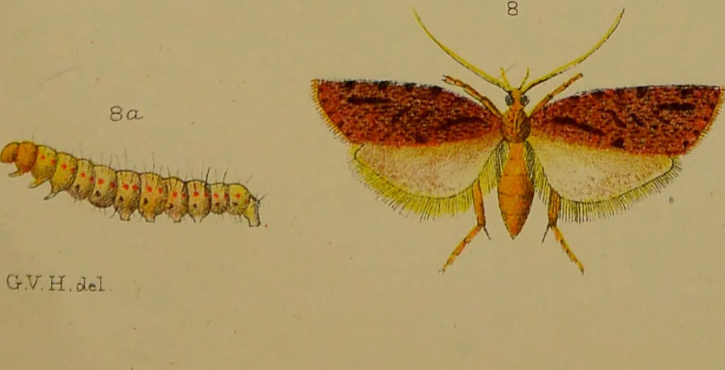 An illustration from An elementary manual of New Zealand entomology : being an introduction to the study of our native insects / With 21 coloured plates. By G.V. Hudson., 1892, leaf 189