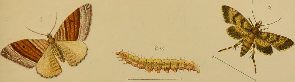 An illustration from An elementary manual of New Zealand entomology : being an introduction to the study of our native insects / With 21 coloured plates. By G.V. Hudson., 1892, leaf 193