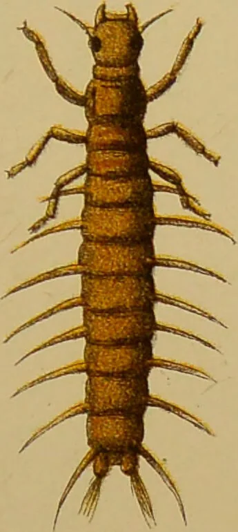 An illustration from An elementary manual of New Zealand entomology : being an introduction to the study of our native insects / With 21 coloured plates. By G.V. Hudson., 1892, leaf 197