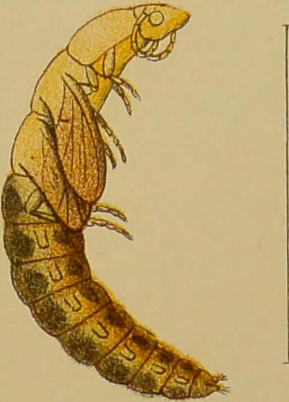 An illustration from An elementary manual of New Zealand entomology : being an introduction to the study of our native insects / With 21 coloured plates. By G.V. Hudson., 1892, leaf 197