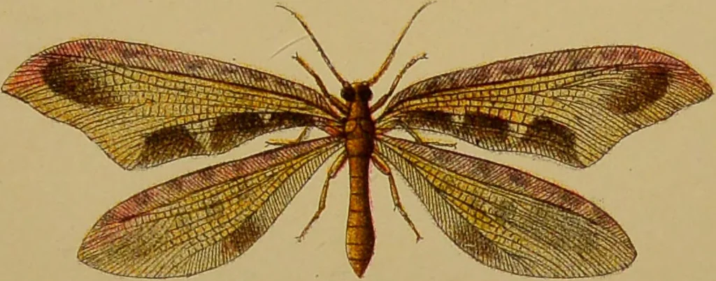 An illustration from An elementary manual of New Zealand entomology : being an introduction to the study of our native insects / With 21 coloured plates. By G.V. Hudson., 1892, leaf 197