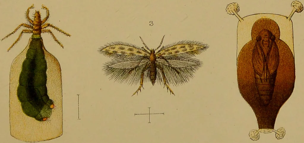 An illustration from An elementary manual of New Zealand entomology : being an introduction to the study of our native insects / With 21 coloured plates. By G.V. Hudson., 1892, leaf 197