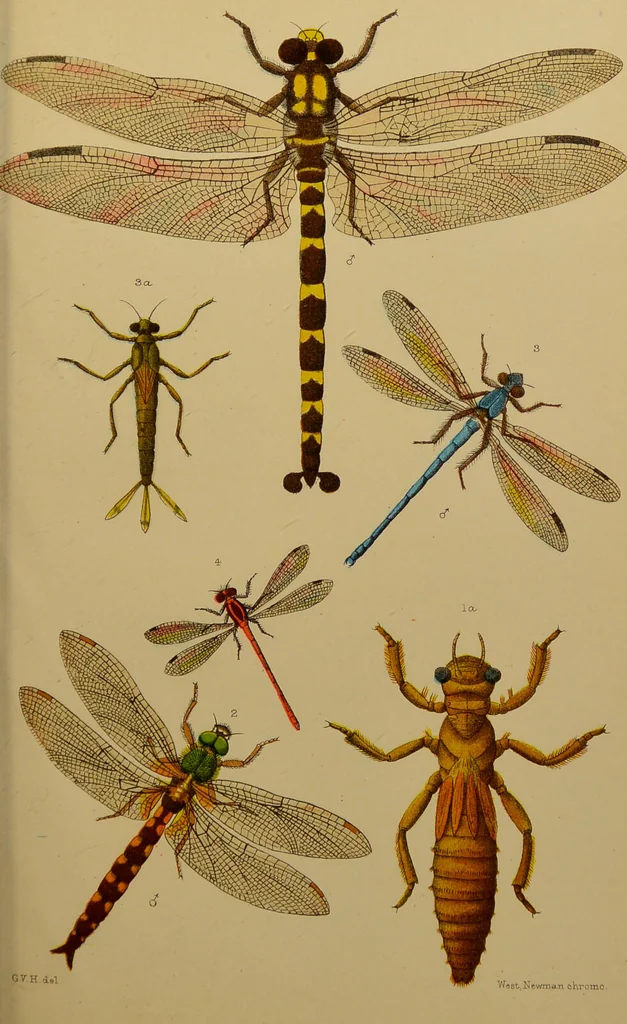 An illustration from An elementary manual of New Zealand entomology : being an introduction to the study of our native insects / With 21 coloured plates. By G.V. Hudson., 1892, leaf 201