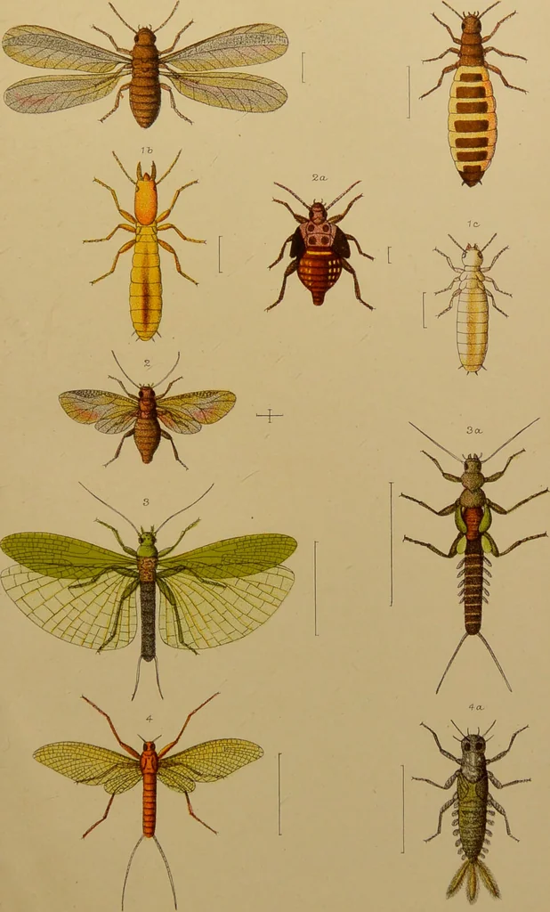 An illustration from An elementary manual of New Zealand entomology : being an introduction to the study of our native insects / With 21 coloured plates. By G.V. Hudson., 1892, leaf 205