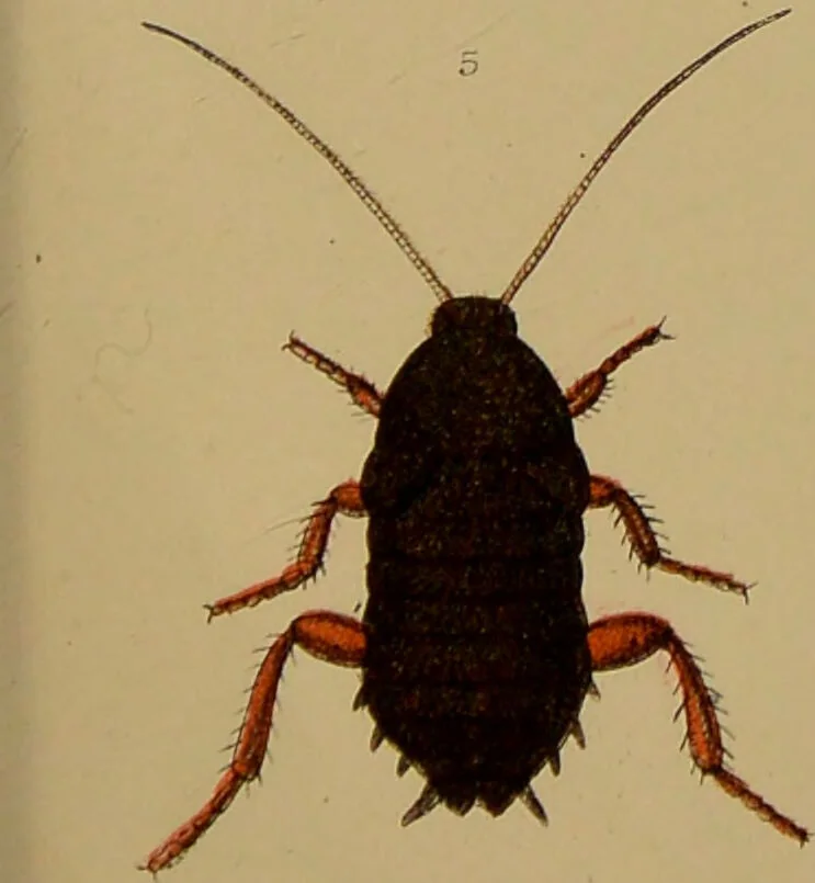 An illustration from An elementary manual of New Zealand entomology : being an introduction to the study of our native insects / With 21 coloured plates. By G.V. Hudson., 1892, leaf 209