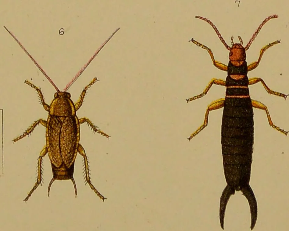 An illustration from An elementary manual of New Zealand entomology : being an introduction to the study of our native insects / With 21 coloured plates. By G.V. Hudson., 1892, leaf 209