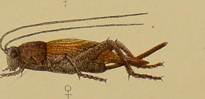 An illustration from An elementary manual of New Zealand entomology : being an introduction to the study of our native insects / With 21 coloured plates. By G.V. Hudson., 1892, leaf 213