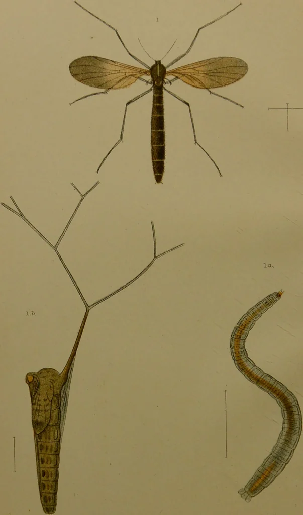 An illustration from An elementary manual of New Zealand entomology : being an introduction to the study of our native insects / With 21 coloured plates. By G.V. Hudson., 1892, leaf 6