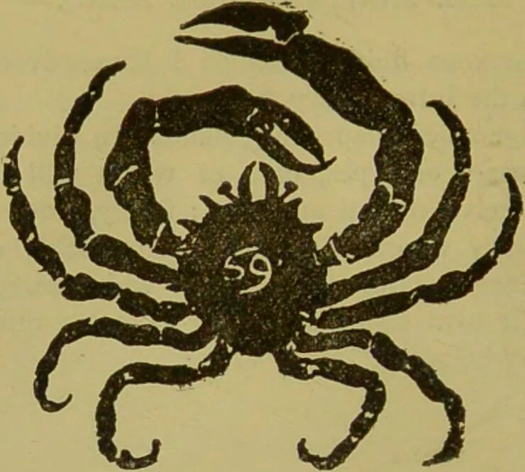 An illustration from A manual of cheirosophy : being a complete practical handbook of the twin sciences of cheirognomy and cheiromancy, by means whereof the past, the present, and the future may be read in the formations of the hands ; preceded by an introductory argument upon the science of cheirosophy and its claims to rank as a physical science / by Ed. Heron-Allen ... with full-page and other illustrations by Rosamund Brunel Horsley., 1892, leaf 108