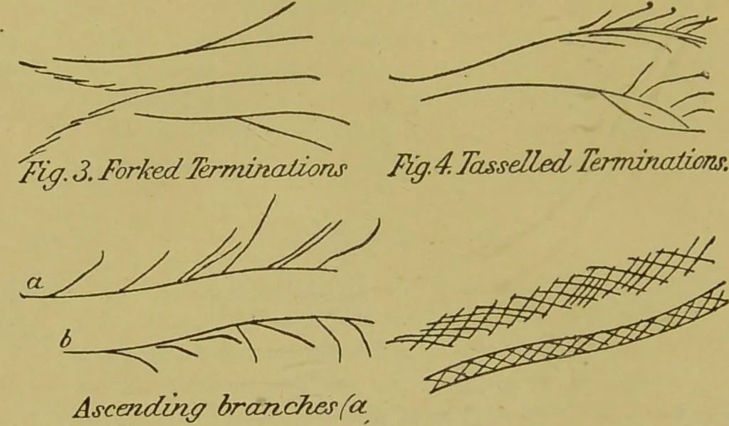 An illustration from A manual of cheirosophy : being a complete practical handbook of the twin sciences of cheirognomy and cheiromancy, by means whereof the past, the present, and the future may be read in the formations of the hands ; preceded by an introductory argument upon the science of cheirosophy and its claims to rank as a physical science / by Ed. Heron-Allen ... with full-page and other illustrations by Rosamund Brunel Horsley., 1892, leaf 206