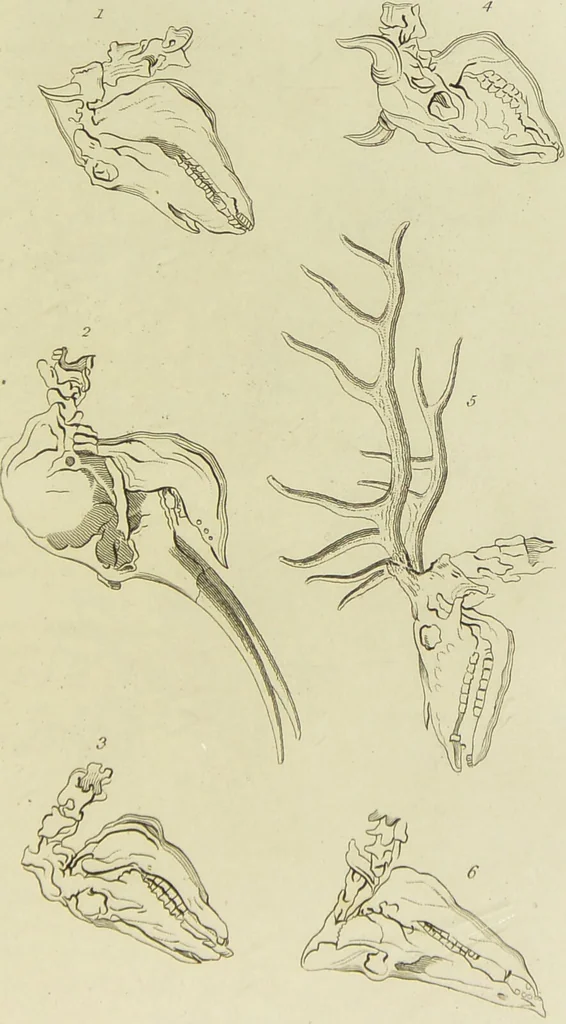 An illustration from Essays on physiognomy : designed to promote the knowledge and the love of mankind / written in the German language by John Caspar Lavater ; and translated into English by Thomas Holcroft ; to which are added one hundred physiognomonical rules, a posthumous work by Mr. Lavater and Memoirs of the life of the author., 1855, leaf 403