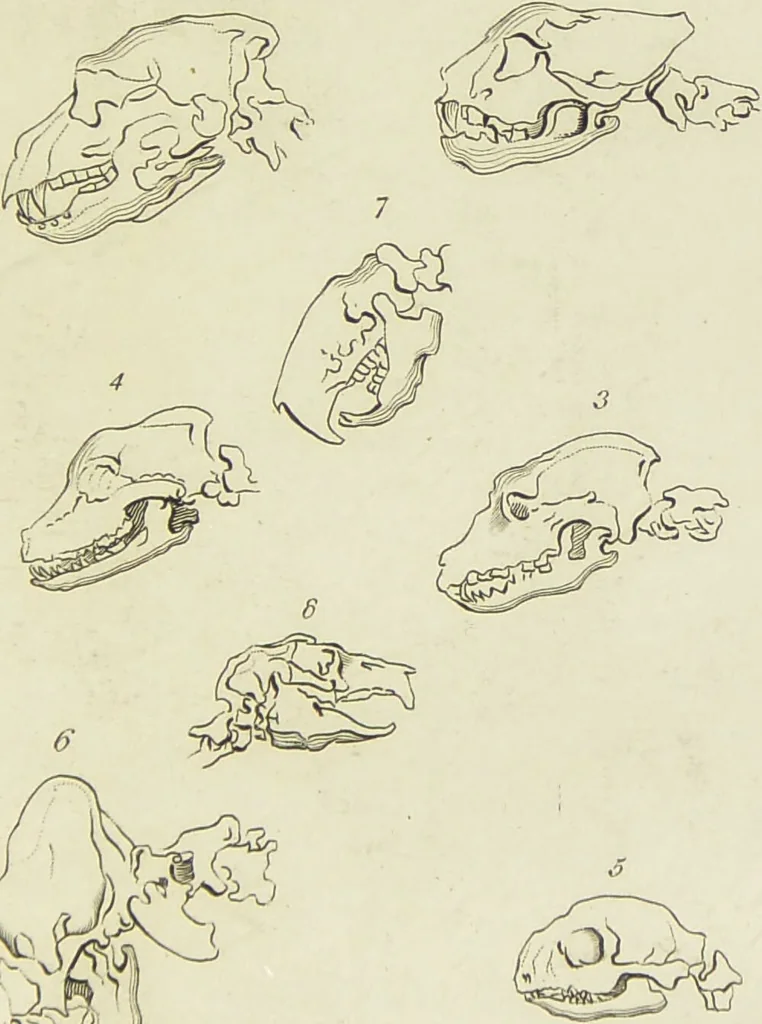An illustration from Essays on physiognomy : designed to promote the knowledge and the love of mankind / written in the German language by John Caspar Lavater ; and translated into English by Thomas Holcroft ; to which are added one hundred physiognomonical rules, a posthumous work by Mr. Lavater and Memoirs of the life of the author., 1855, leaf 405