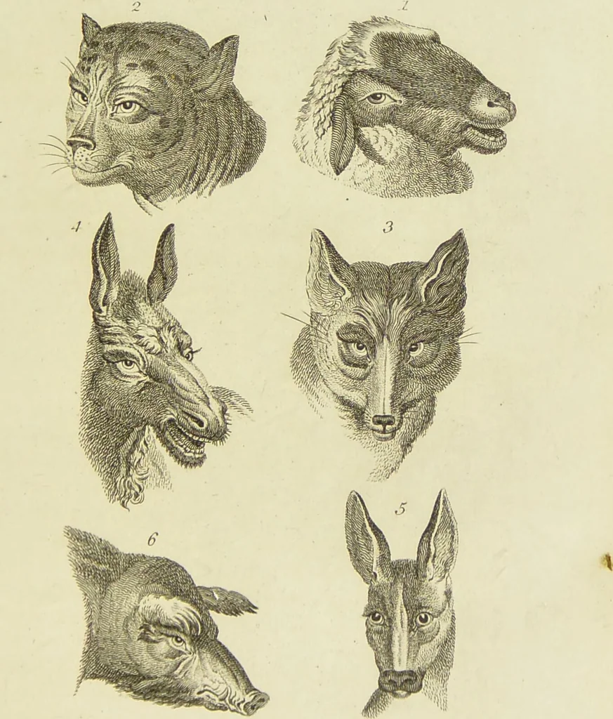 An illustration from Essays on physiognomy : designed to promote the knowledge and the love of mankind / written in the German language by John Caspar Lavater ; and translated into English by Thomas Holcroft ; to which are added one hundred physiognomonical rules, a posthumous work by Mr. Lavater and Memoirs of the life of the author., 1855, leaf 413