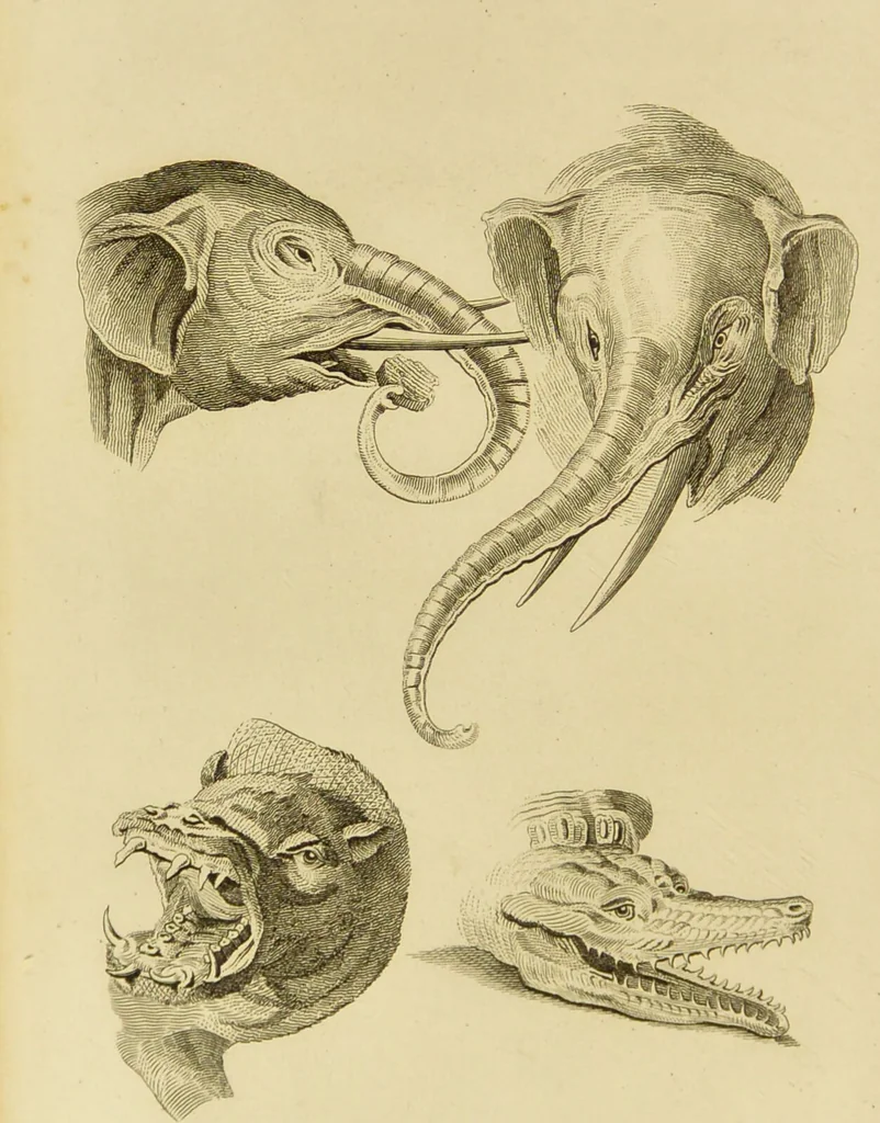 An illustration from Essays on physiognomy : designed to promote the knowledge and the love of mankind / written in the German language by John Caspar Lavater ; and translated into English by Thomas Holcroft ; to which are added one hundred physiognomonical rules, a posthumous work by Mr. Lavater and Memoirs of the life of the author., 1855, leaf 414