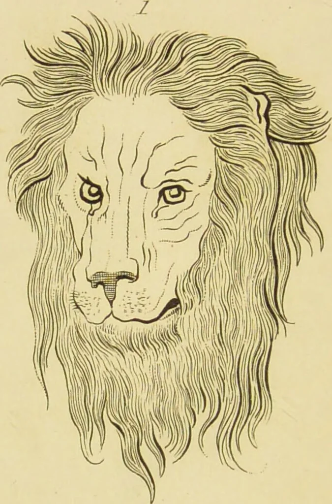 An illustration from Essays on physiognomy : designed to promote the knowledge and the love of mankind / written in the German language by John Caspar Lavater ; and translated into English by Thomas Holcroft ; to which are added one hundred physiognomonical rules, a posthumous work by Mr. Lavater and Memoirs of the life of the author., 1855, leaf 416