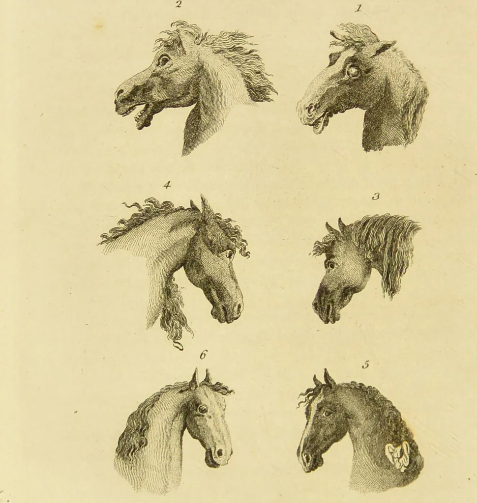 An illustration from Essays on physiognomy : designed to promote the knowledge and the love of mankind / written in the German language by John Caspar Lavater ; and translated into English by Thomas Holcroft ; to which are added one hundred physiognomonical rules, a posthumous work by Mr. Lavater and Memoirs of the life of the author., 1855, leaf 422