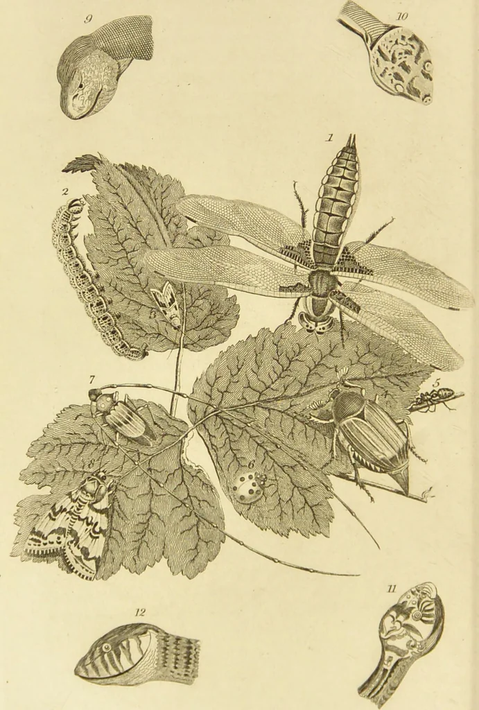 An illustration from Essays on physiognomy : designed to promote the knowledge and the love of mankind / written in the German language by John Caspar Lavater ; and translated into English by Thomas Holcroft ; to which are added one hundred physiognomonical rules, a posthumous work by Mr. Lavater and Memoirs of the life of the author., 1855, leaf 430