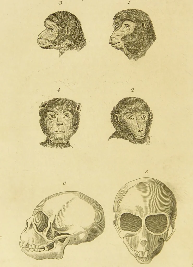 An illustration from Essays on physiognomy : designed to promote the knowledge and the love of mankind / written in the German language by John Caspar Lavater ; and translated into English by Thomas Holcroft ; to which are added one hundred physiognomonical rules, a posthumous work by Mr. Lavater and Memoirs of the life of the author., 1855, leaf 438