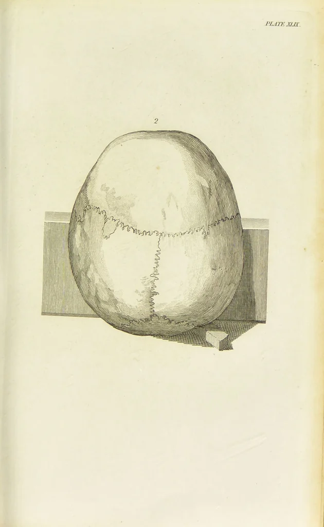 An illustration from Essays on physiognomy : designed to promote the knowledge and the love of mankind / written in the German language by John Caspar Lavater ; and translated into English by Thomas Holcroft ; to which are added one hundred physiognomonical rules, a posthumous work by Mr. Lavater and Memoirs of the life of the author., 1855, leaf 473