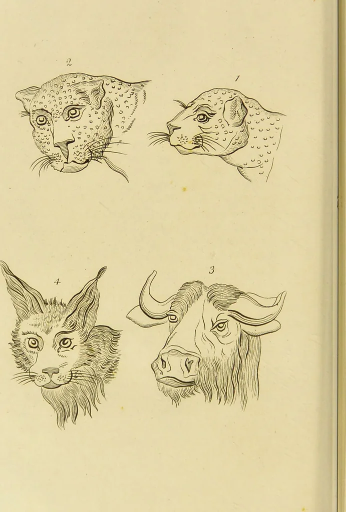 An illustration from Essays on physiognomy : designed to promote the knowledge and the love of mankind / written in the German language by John Caspar Lavater ; and translated into English by Thomas Holcroft ; to which are added one hundred physiognomonical rules, a posthumous work by Mr. Lavater and Memoirs of the life of the author., 1855, leaf 704