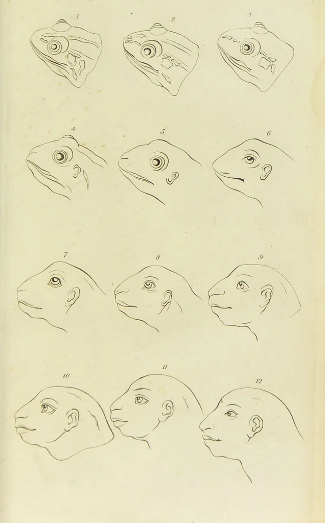 An illustration from Essays on physiognomy : designed to promote the knowledge and the love of mankind / written in the German language by John Caspar Lavater ; and translated into English by Thomas Holcroft ; to which are added one hundred physiognomonical rules, a posthumous work by Mr. Lavater and Memoirs of the life of the author., 1855, leaf 767