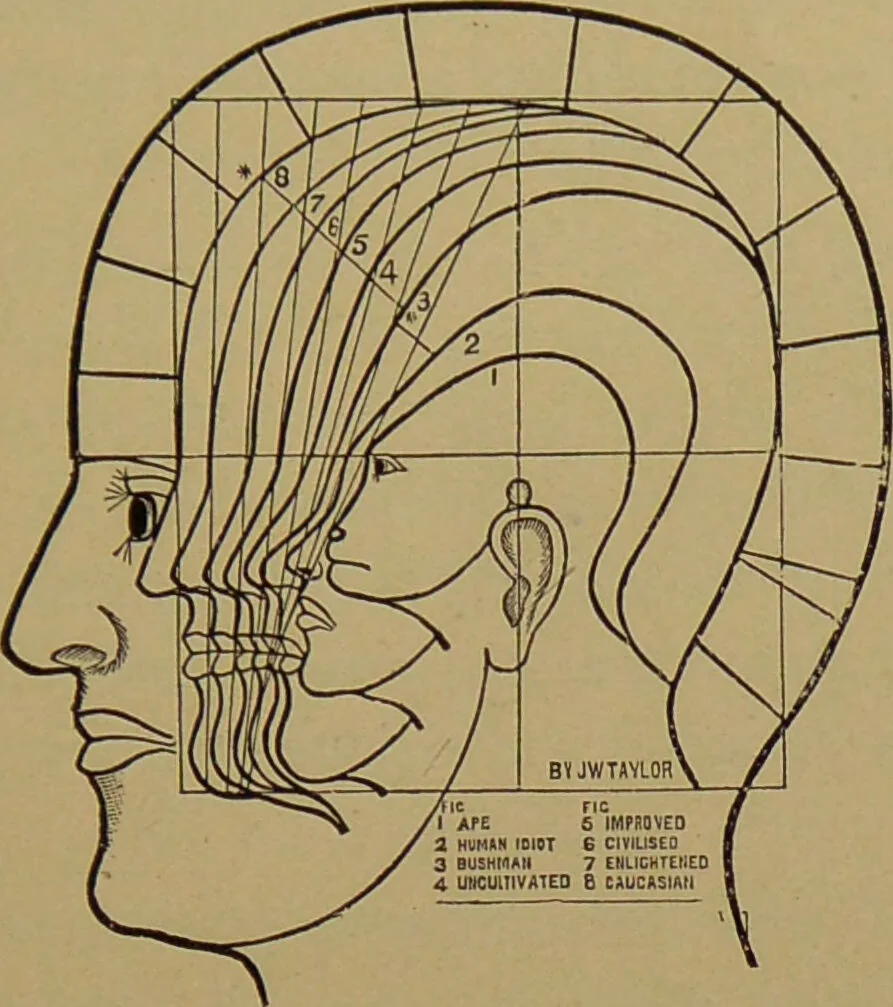 An illustration from The revised twentieth-century phrenology : embracing a new seven-fold classification of the temperaments, a uniform and complete nomenclature of the centres, re-grouping of the centres, new illustrations, new discoveries / by John William Taylor., 1901, leaf 119