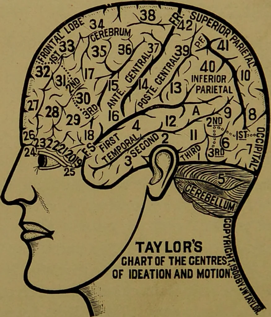 An illustration from The revised twentieth-century phrenology : embracing a new seven-fold classification of the temperaments, a uniform and complete nomenclature of the centres, re-grouping of the centres, new illustrations, new discoveries / by John William Taylor., 1901, leaf 120