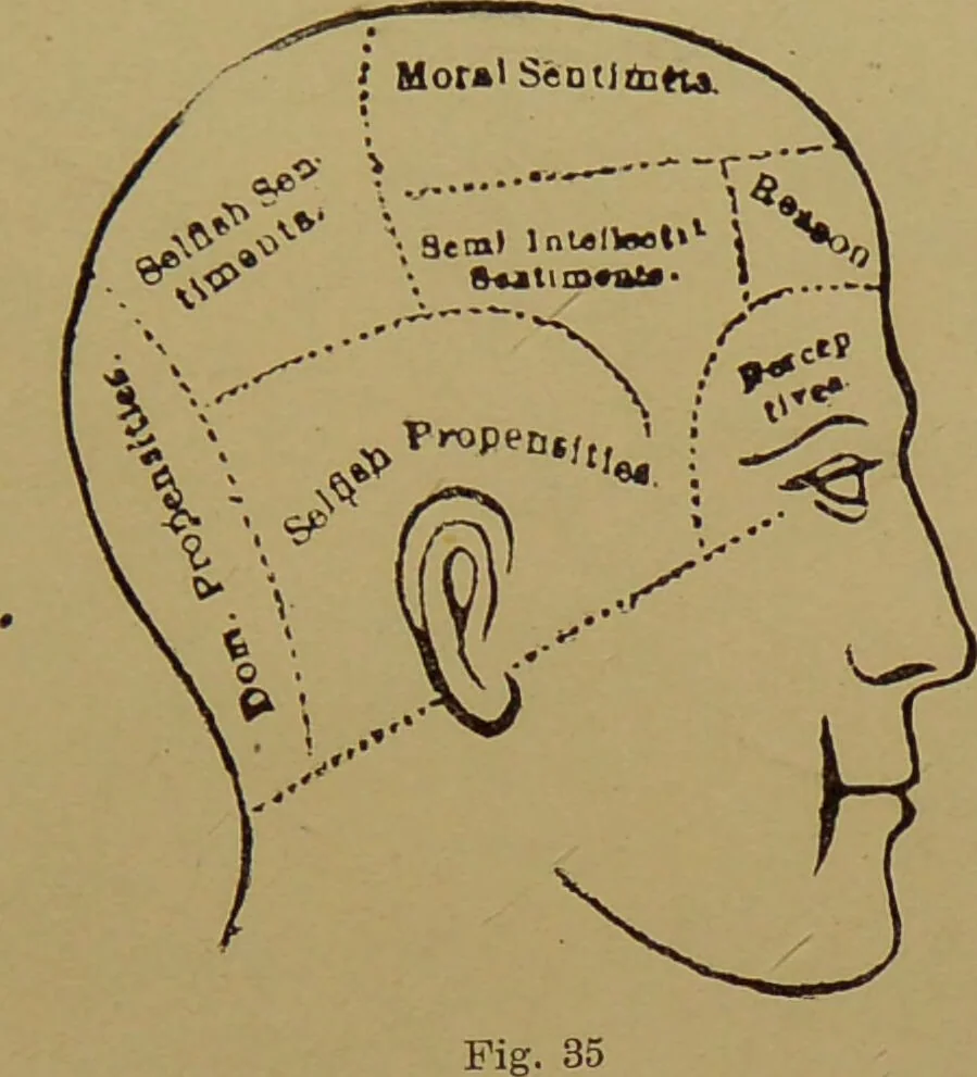 An illustration from The revised twentieth-century phrenology : embracing a new seven-fold classification of the temperaments, a uniform and complete nomenclature of the centres, re-grouping of the centres, new illustrations, new discoveries / by John William Taylor., 1901, leaf 133