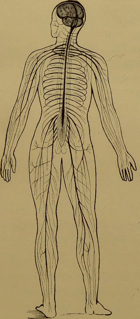 An illustration from The revised twentieth-century phrenology : embracing a new seven-fold classification of the temperaments, a uniform and complete nomenclature of the centres, re-grouping of the centres, new illustrations, new discoveries / by John William Taylor., 1901, leaf 37