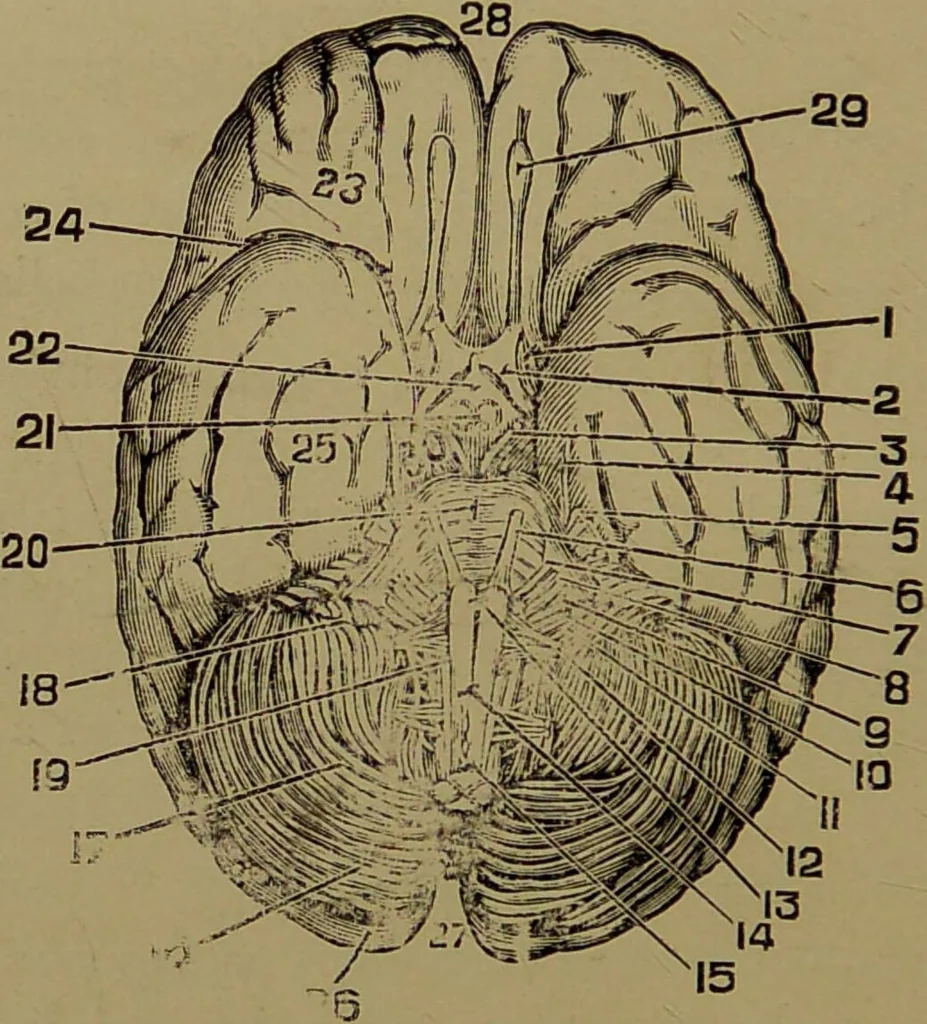 An illustration from The revised twentieth-century phrenology : embracing a new seven-fold classification of the temperaments, a uniform and complete nomenclature of the centres, re-grouping of the centres, new illustrations, new discoveries / by John William Taylor., 1901, leaf 42