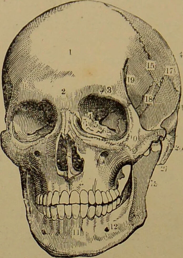 An illustration from The revised twentieth-century phrenology : embracing a new seven-fold classification of the temperaments, a uniform and complete nomenclature of the centres, re-grouping of the centres, new illustrations, new discoveries / by John William Taylor., 1901, leaf 46