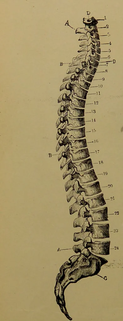 An illustration from The revised twentieth-century phrenology : embracing a new seven-fold classification of the temperaments, a uniform and complete nomenclature of the centres, re-grouping of the centres, new illustrations, new discoveries / by John William Taylor., 1901, leaf 48