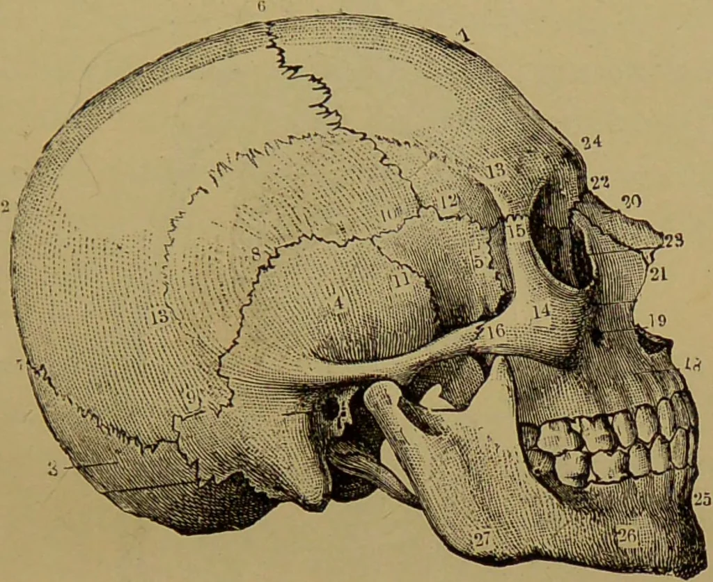 An illustration from The revised twentieth-century phrenology : embracing a new seven-fold classification of the temperaments, a uniform and complete nomenclature of the centres, re-grouping of the centres, new illustrations, new discoveries / by John William Taylor., 1901, leaf 49