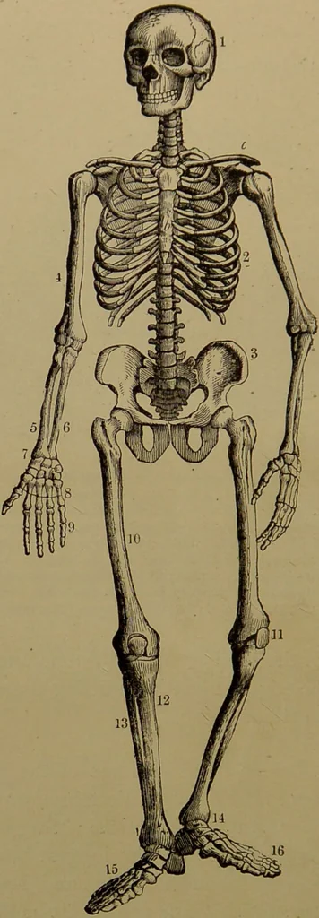 An illustration from The revised twentieth-century phrenology : embracing a new seven-fold classification of the temperaments, a uniform and complete nomenclature of the centres, re-grouping of the centres, new illustrations, new discoveries / by John William Taylor., 1901, leaf 50