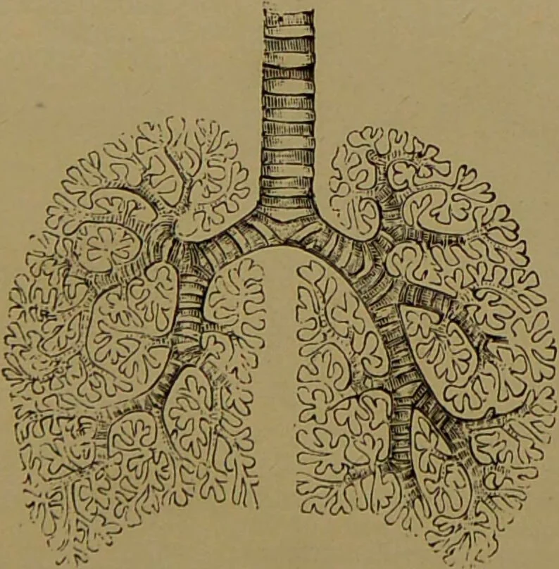 An illustration from The revised twentieth-century phrenology : embracing a new seven-fold classification of the temperaments, a uniform and complete nomenclature of the centres, re-grouping of the centres, new illustrations, new discoveries / by John William Taylor., 1901, leaf 51