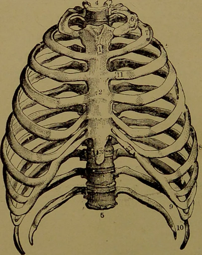 An illustration from The revised twentieth-century phrenology : embracing a new seven-fold classification of the temperaments, a uniform and complete nomenclature of the centres, re-grouping of the centres, new illustrations, new discoveries / by John William Taylor., 1901, leaf 52