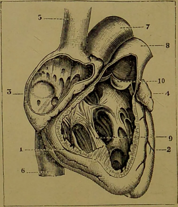 An illustration from The revised twentieth-century phrenology : embracing a new seven-fold classification of the temperaments, a uniform and complete nomenclature of the centres, re-grouping of the centres, new illustrations, new discoveries / by John William Taylor., 1901, leaf 56