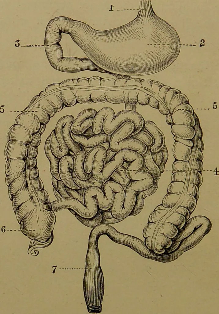 An illustration from The revised twentieth-century phrenology : embracing a new seven-fold classification of the temperaments, a uniform and complete nomenclature of the centres, re-grouping of the centres, new illustrations, new discoveries / by John William Taylor., 1901, leaf 58