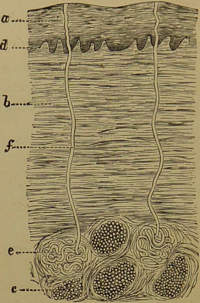 An illustration from The revised twentieth-century phrenology : embracing a new seven-fold classification of the temperaments, a uniform and complete nomenclature of the centres, re-grouping of the centres, new illustrations, new discoveries / by John William Taylor., 1901, leaf 62