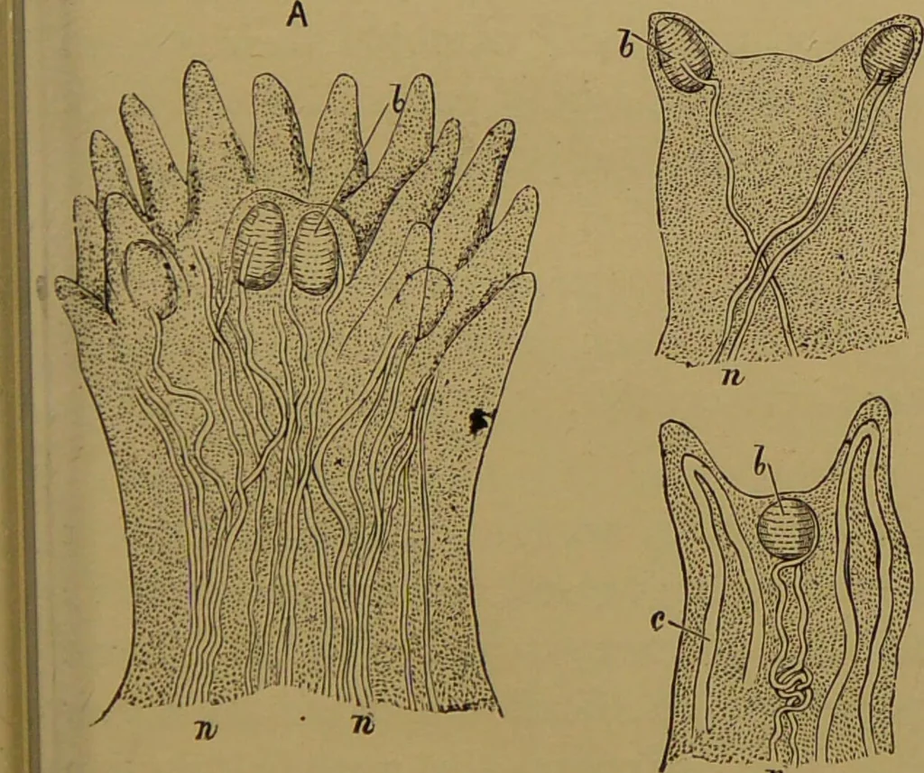 An illustration from The revised twentieth-century phrenology : embracing a new seven-fold classification of the temperaments, a uniform and complete nomenclature of the centres, re-grouping of the centres, new illustrations, new discoveries / by John William Taylor., 1901, leaf 65