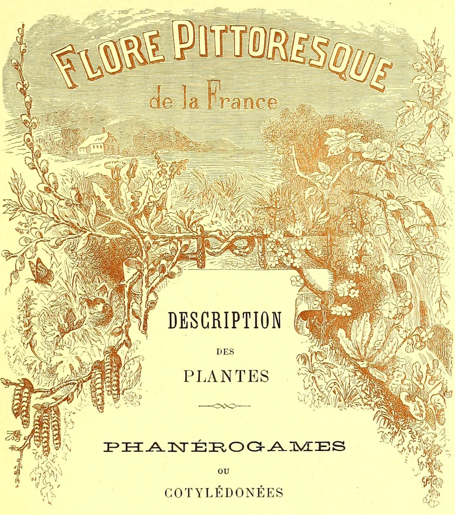 An illustration from Flore pittoresque de la France : anatomie, physiologie, classification, description des plantes indigènes et cultivées au point de vue de l'agriculture, de l'horticulture et de la sylviculture / publiée sous la direction de J. Rothschild., 1885, leaf 103