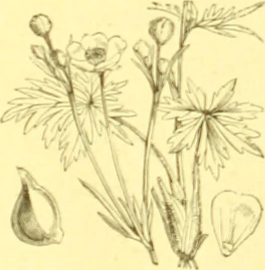 An illustration from Flore pittoresque de la France : anatomie, physiologie, classification, description des plantes indigènes et cultivées au point de vue de l'agriculture, de l'horticulture et de la sylviculture / publiée sous la direction de J. Rothschild., 1885, leaf 104