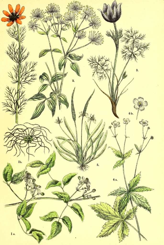 An illustration from Flore pittoresque de la France : anatomie, physiologie, classification, description des plantes indigènes et cultivées au point de vue de l'agriculture, de l'horticulture et de la sylviculture / publiée sous la direction de J. Rothschild., 1885, leaf 105