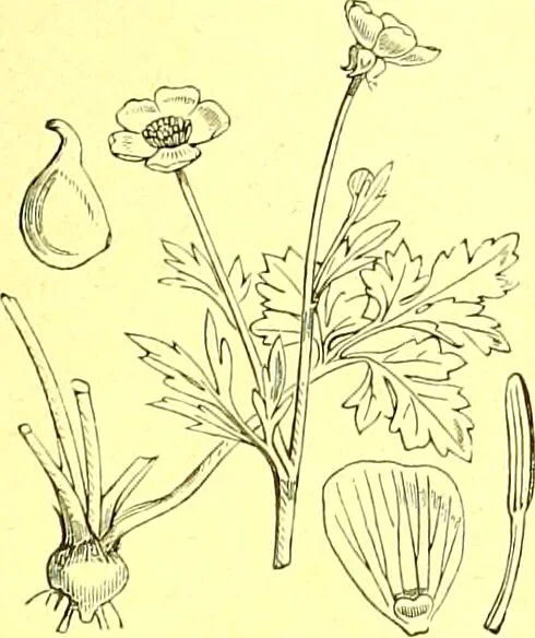 An illustration from Flore pittoresque de la France : anatomie, physiologie, classification, description des plantes indigènes et cultivées au point de vue de l'agriculture, de l'horticulture et de la sylviculture / publiée sous la direction de J. Rothschild., 1885, leaf 107