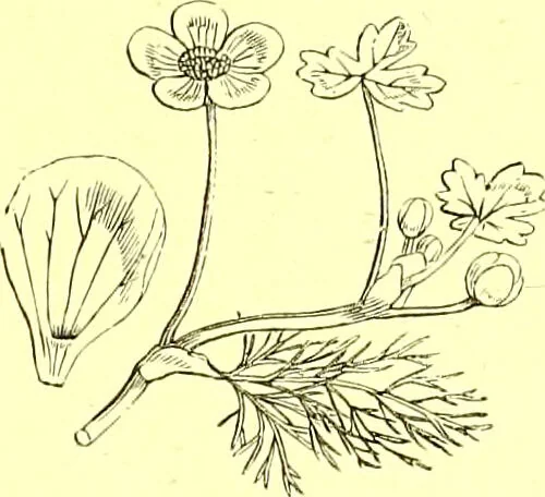 An illustration from Flore pittoresque de la France : anatomie, physiologie, classification, description des plantes indigènes et cultivées au point de vue de l'agriculture, de l'horticulture et de la sylviculture / publiée sous la direction de J. Rothschild., 1885, leaf 107