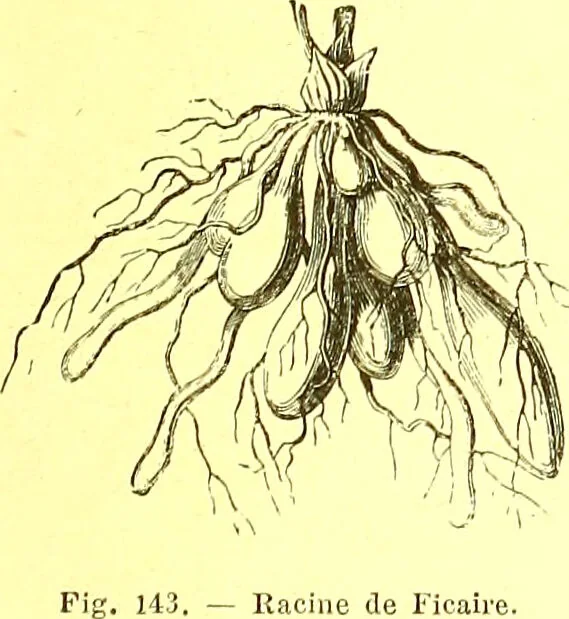 An illustration from Flore pittoresque de la France : anatomie, physiologie, classification, description des plantes indigènes et cultivées au point de vue de l'agriculture, de l'horticulture et de la sylviculture / publiée sous la direction de J. Rothschild., 1885, leaf 107